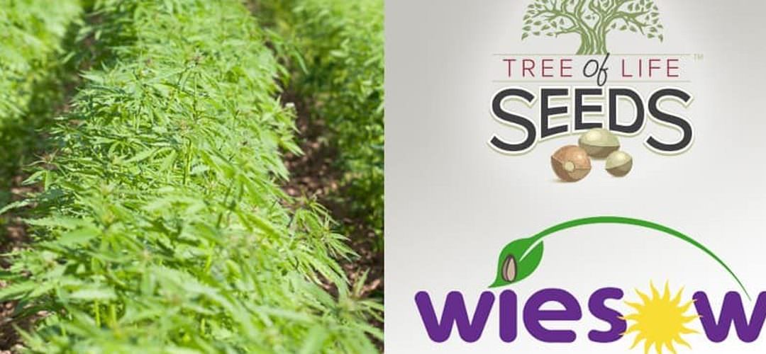 Tree of Life Seeds Enters Broker Agreement with Wiesow Management