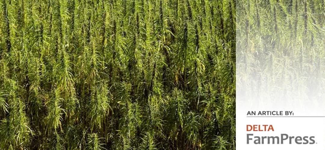 How might industrial hemp fit into your operation?