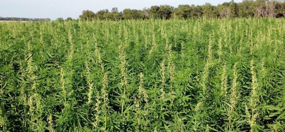 What Quality Processing and Extraction Means for Hemp Farmers Today