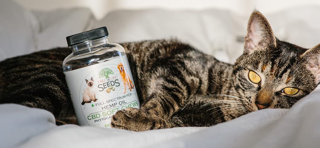 CBD Oil for Pets: Everything You Need To Know