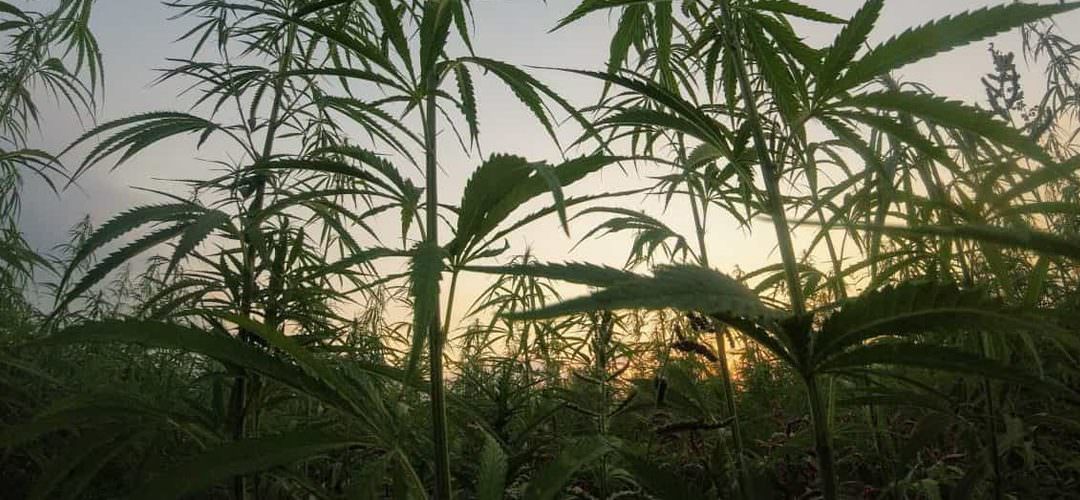 Four licensed to grow hemp by state Plant Board