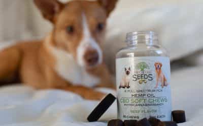 What You Need to Know About CBD Oil for Dogs