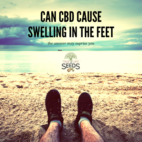 Can CBD Oil Cause Swelling in the Feet, The Answer May Surprise You