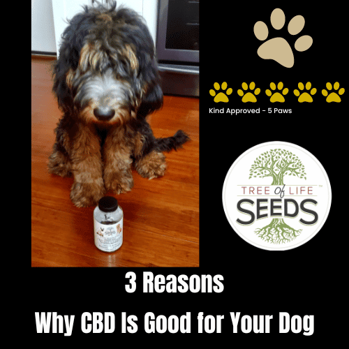 3 Reasons Why CBD Is Good for Your Dog